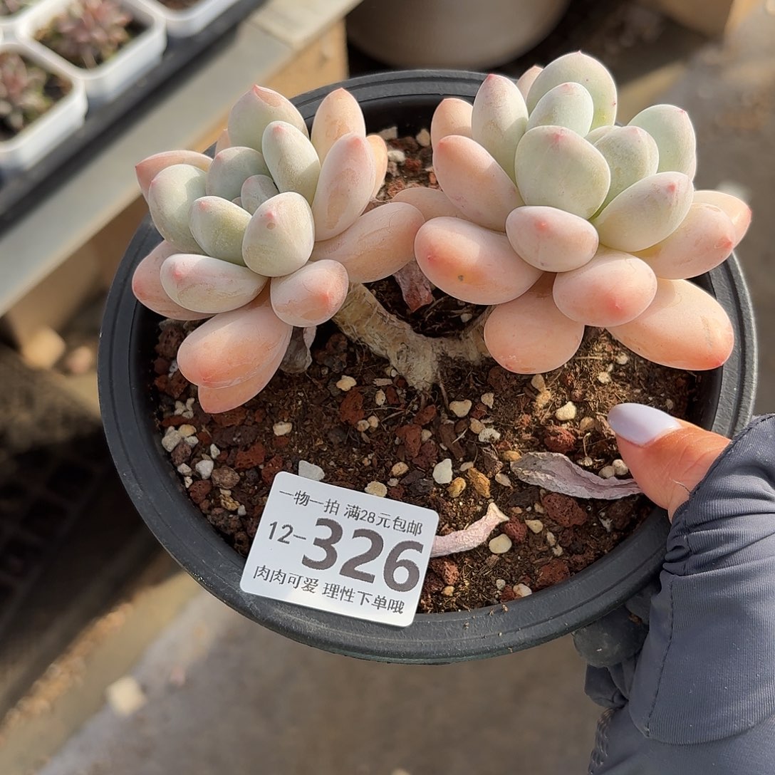 香水无盆土发货无盆