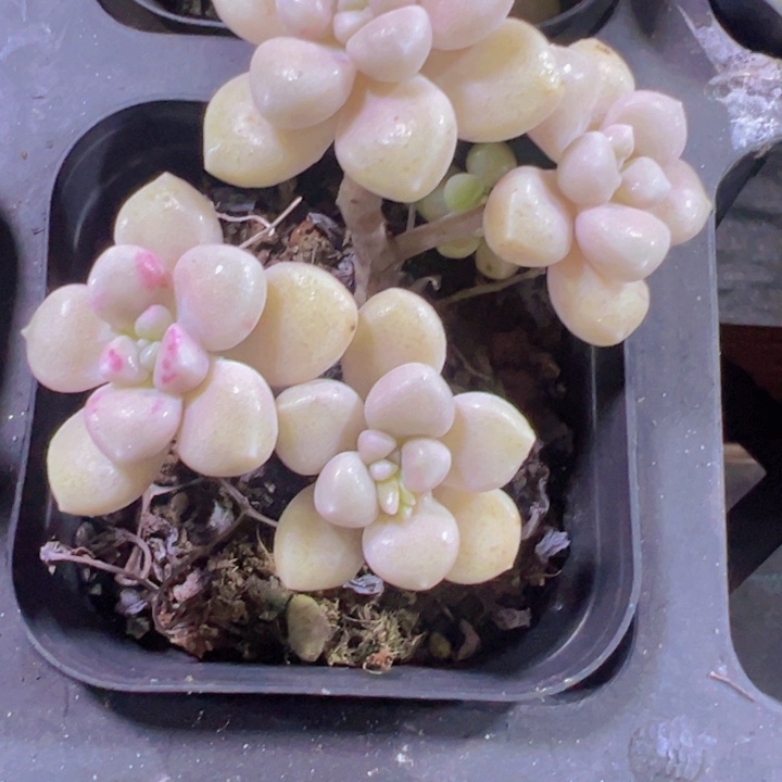 丸叶姬秋丽精品多肉植物