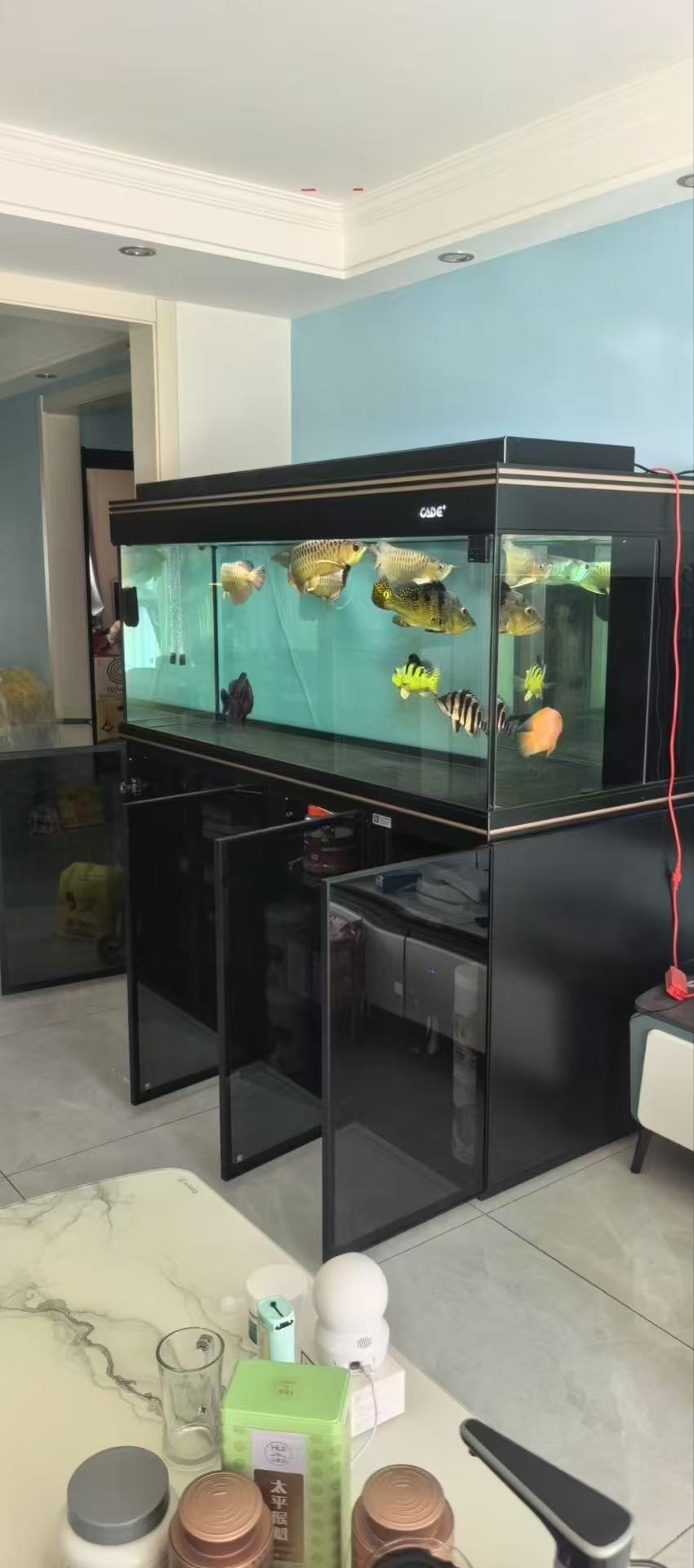 彩鲽精品二手缸彩鲽DX1.8