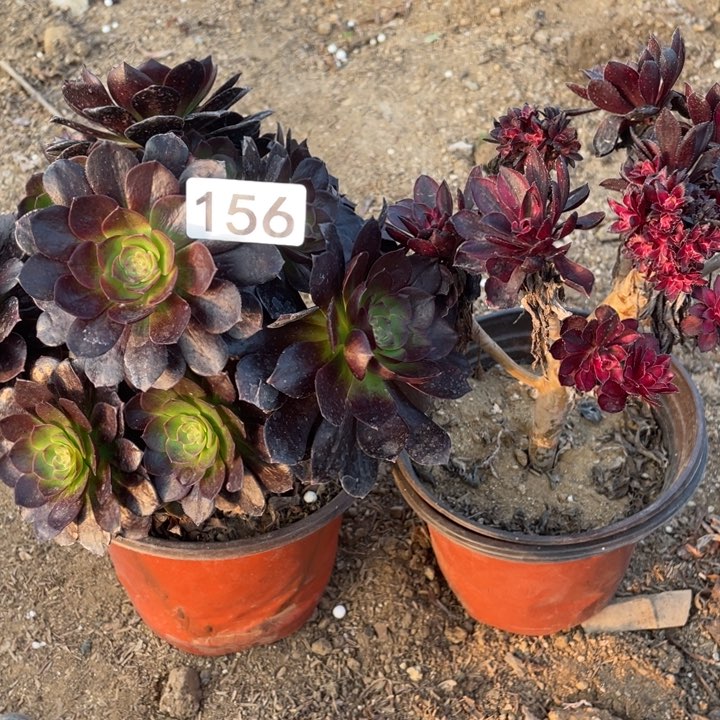 156多肉植物组合无售后