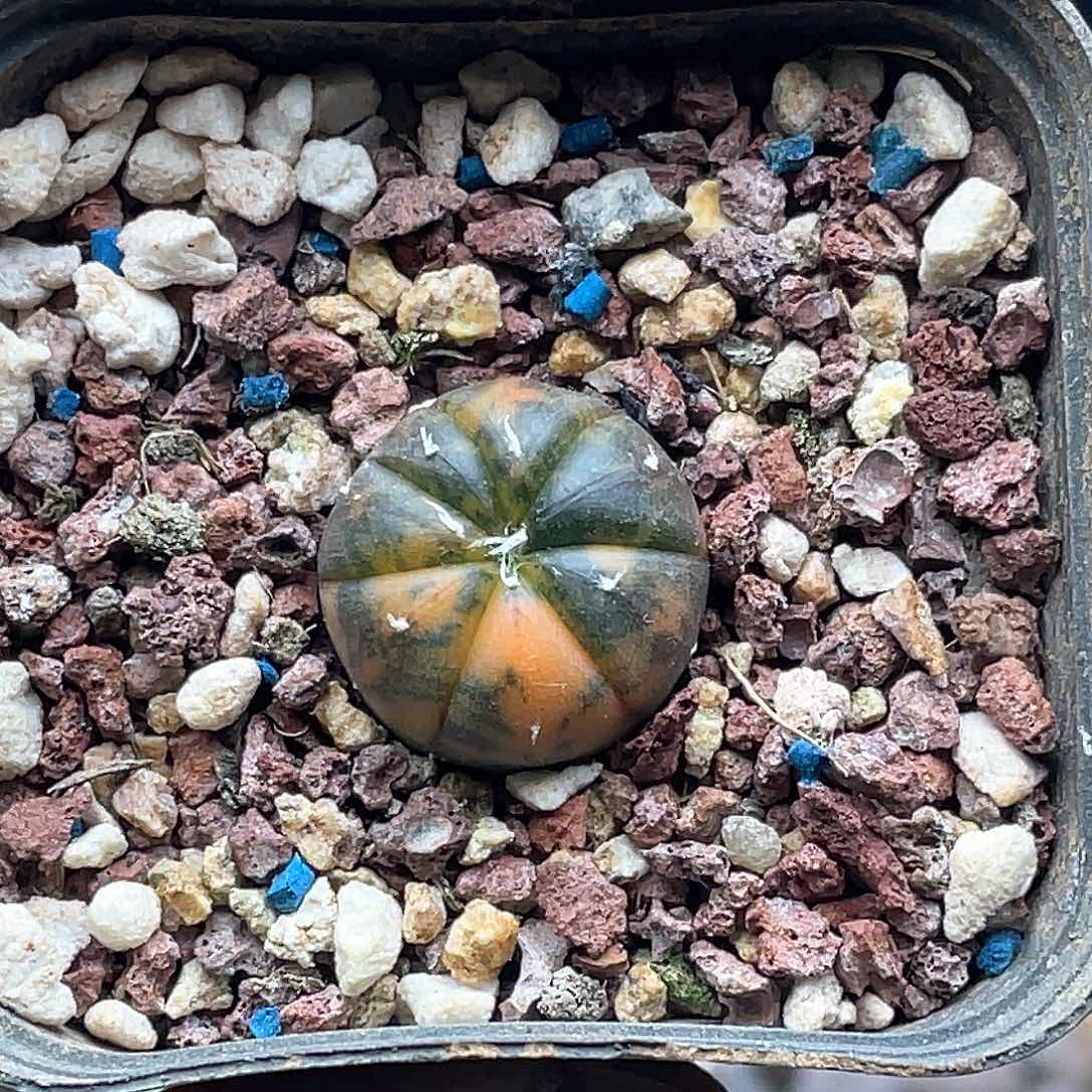 实生兜锦仙人球多肉