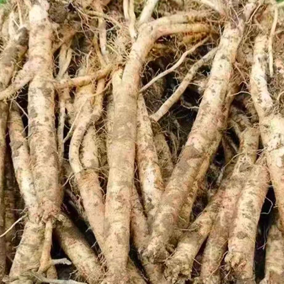 贵州威宁滋补养生纯天然鲜党参现挖现卖小条  1500g