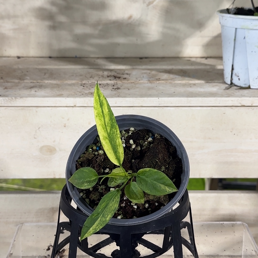 无花朵维他领带锦