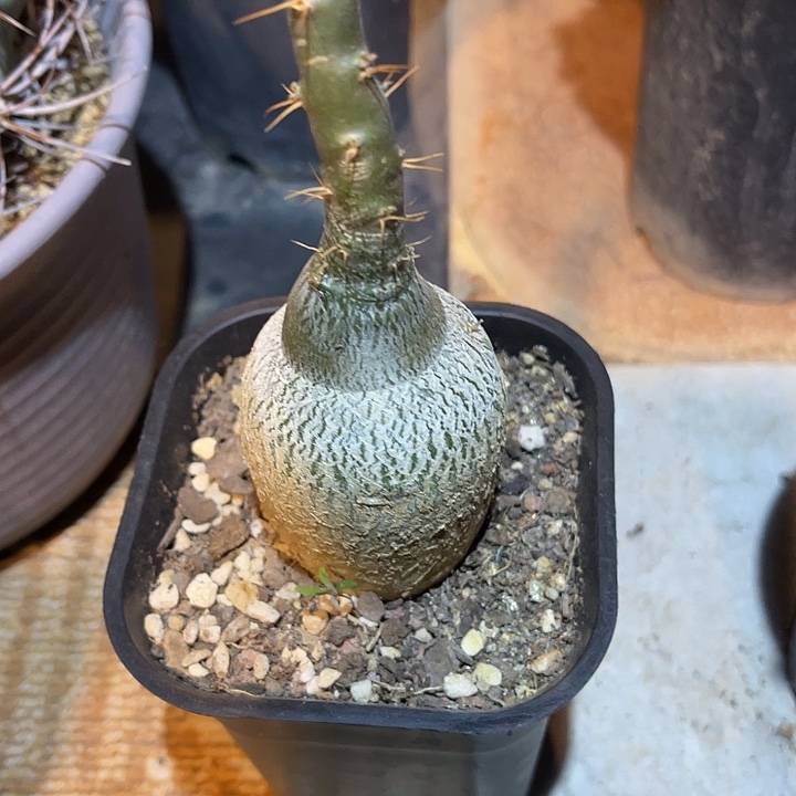 满38包邮2天凑单，脱土晾根发货多肉植物实生天马空