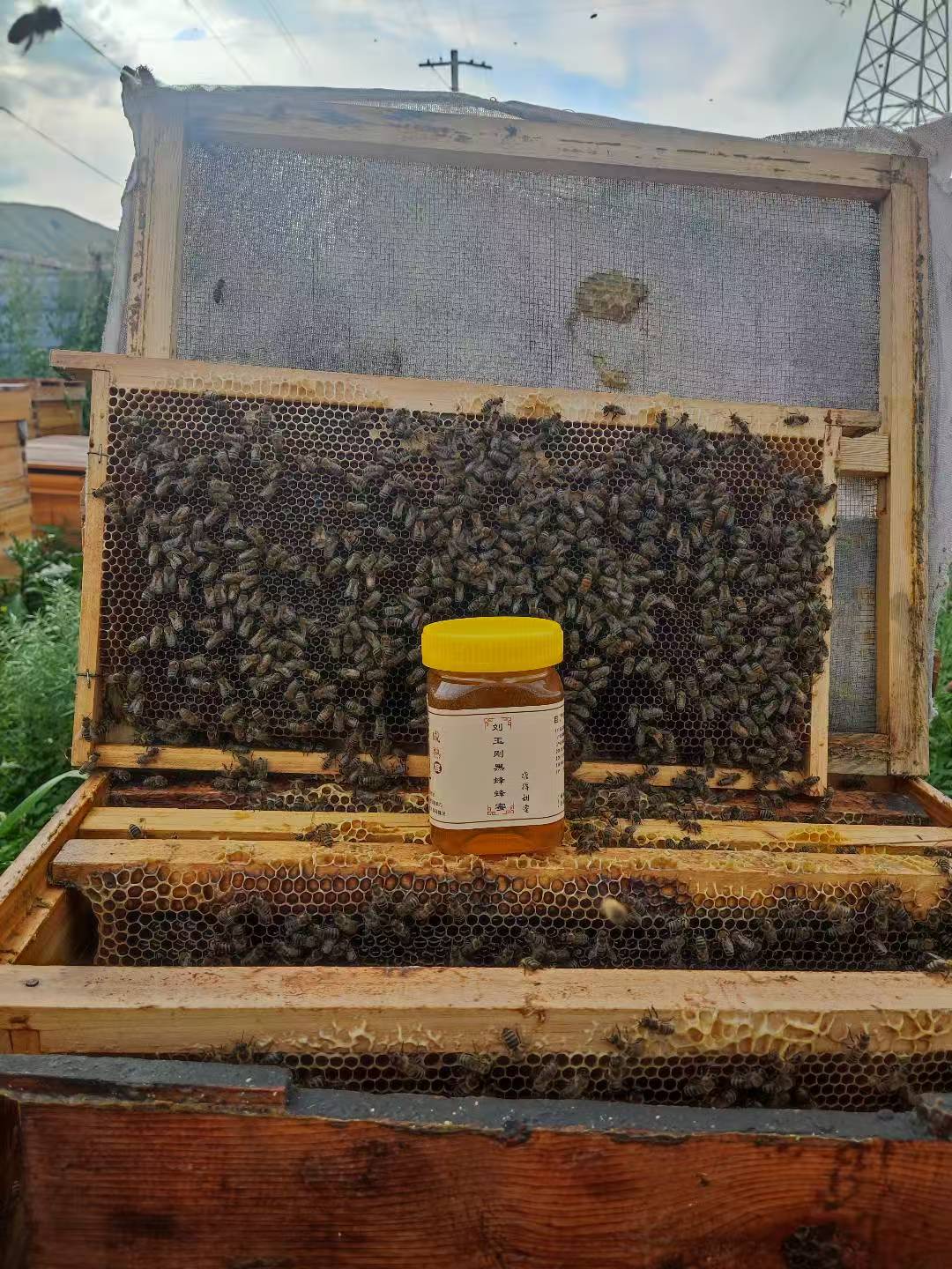 新疆黑蜂蜂蜜现切现装嚼着吃新巢连巢带蜜优质天然纯天然蜂蜜