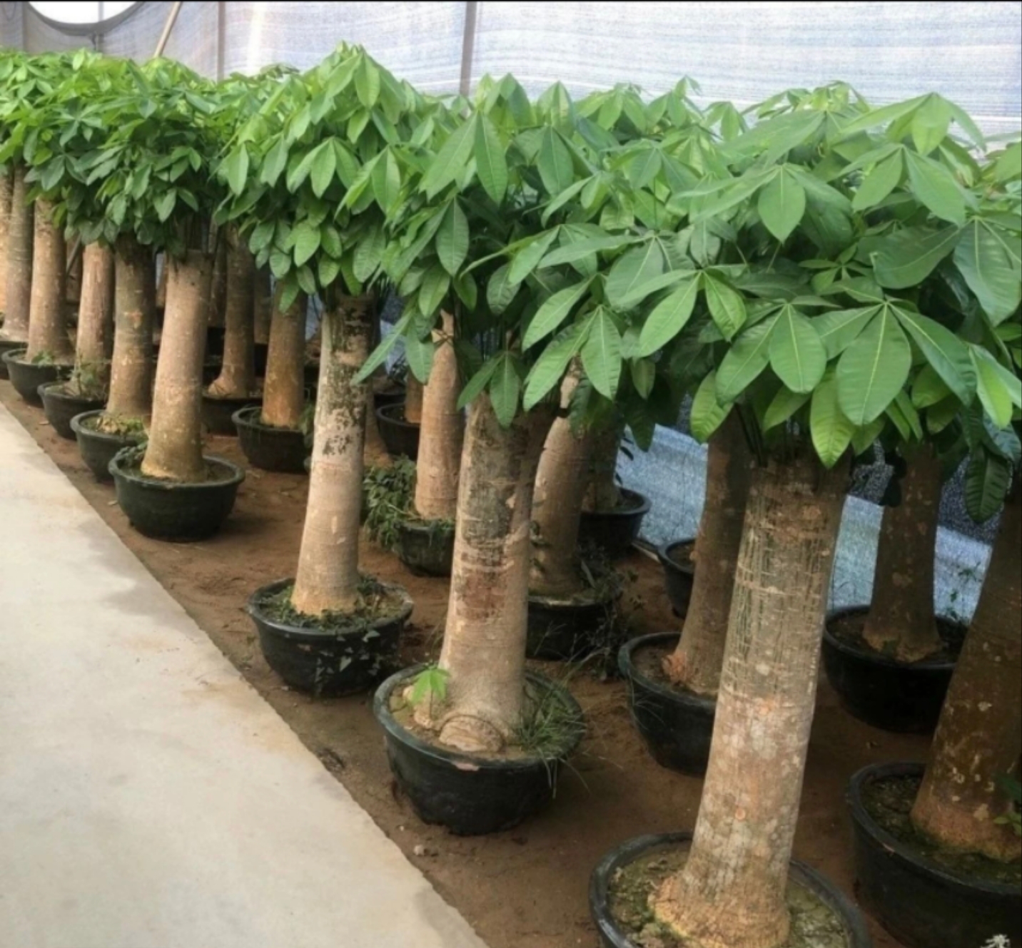 精品大小高矮单棵发财树盆栽！赠送肥料底碟绑花，顺丰包邮送货上门