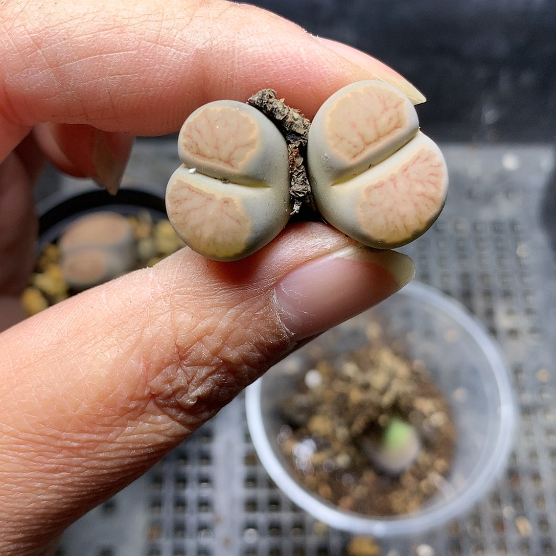 K411多肉植物保护