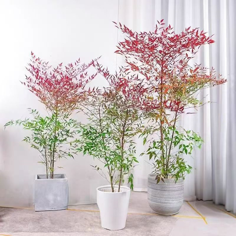 精品南天竹老桩客厅办公室植物客厅茶室室内外大型绿植南天竹盆栽