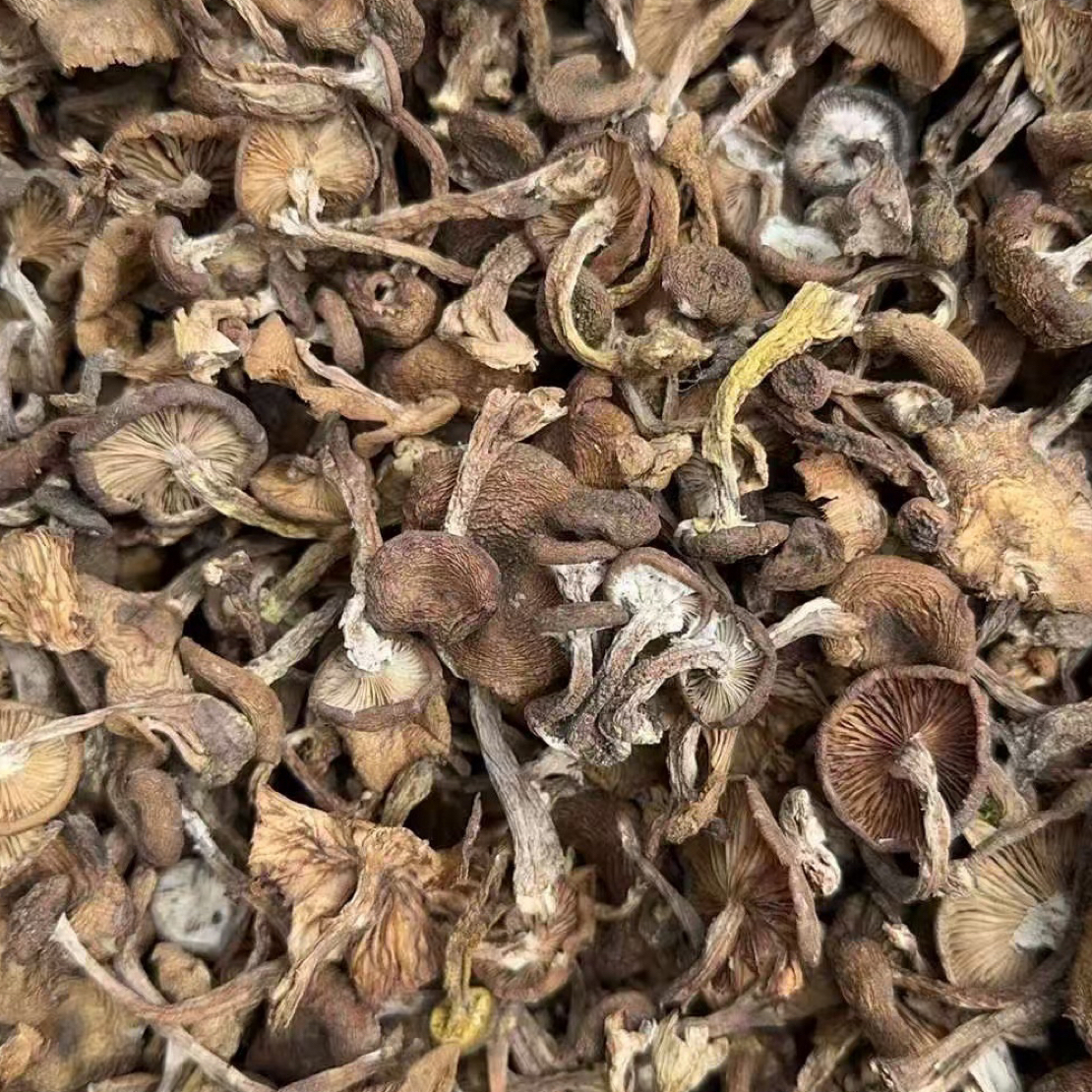 新货东北长白山榛蘑无根干品250克