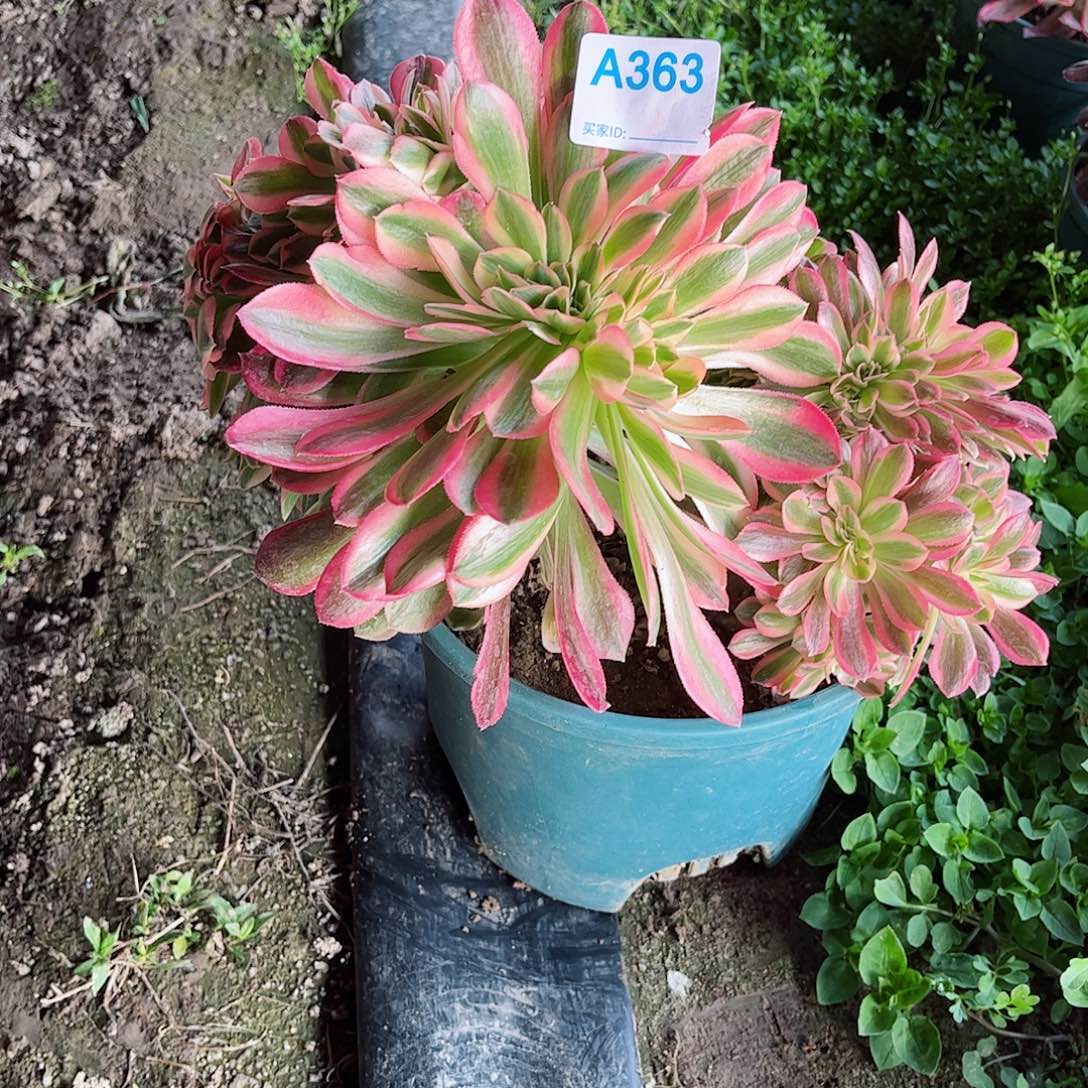 多肉植物363多肉