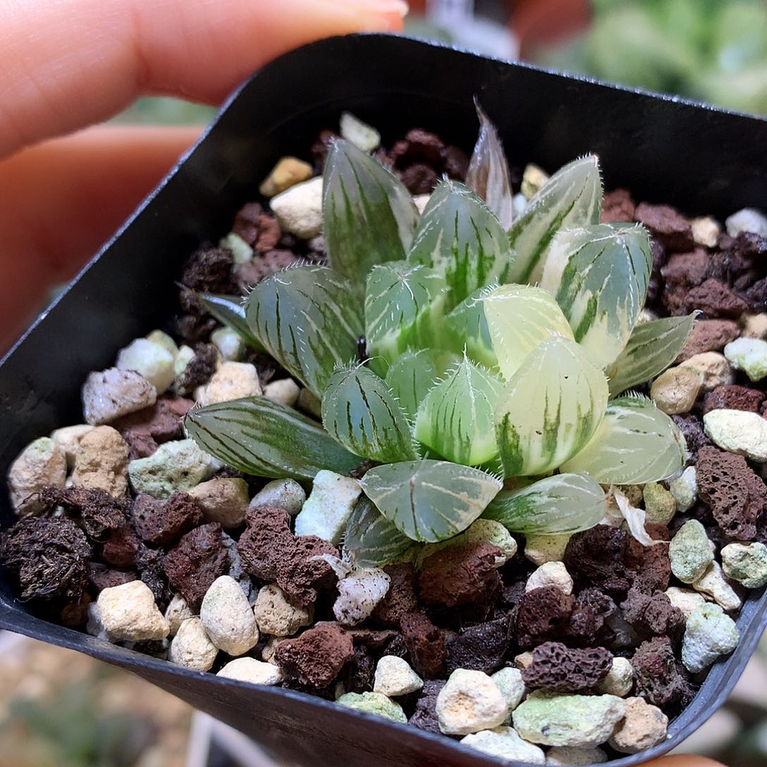 白赤线玉露锦带盆土发货woo