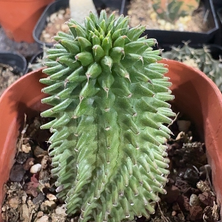 海胆大戟自根仙人球