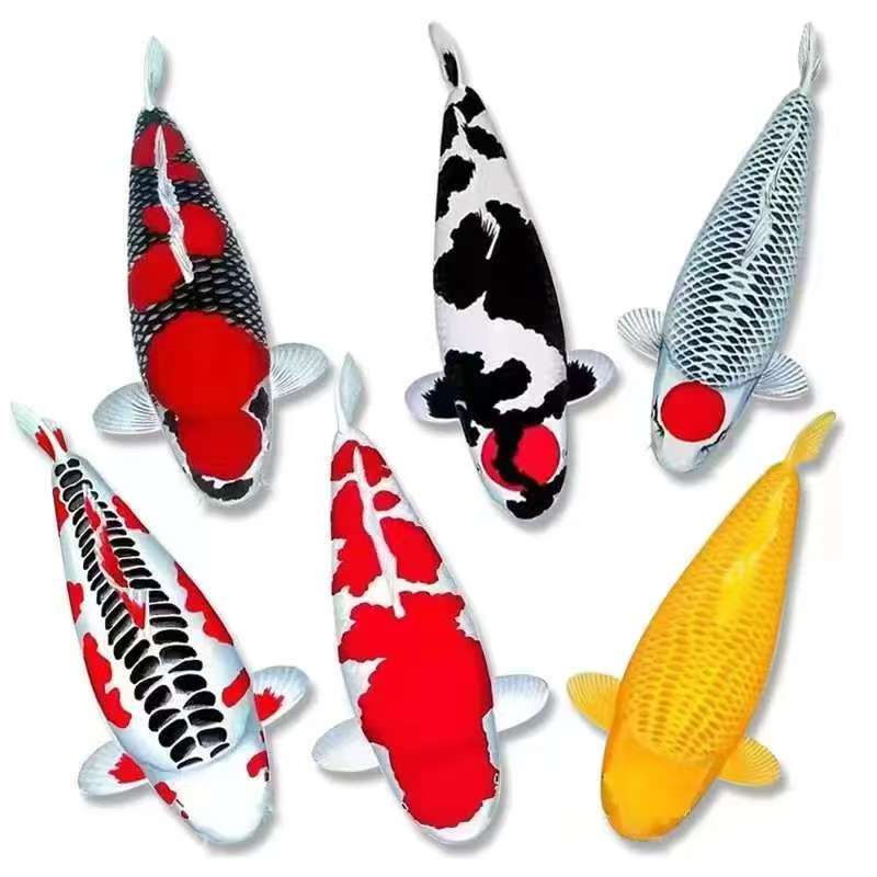 锦鲤观赏鱼昭和红白大正白泻绯泻介子茶鲤血统纯正纯种耐活