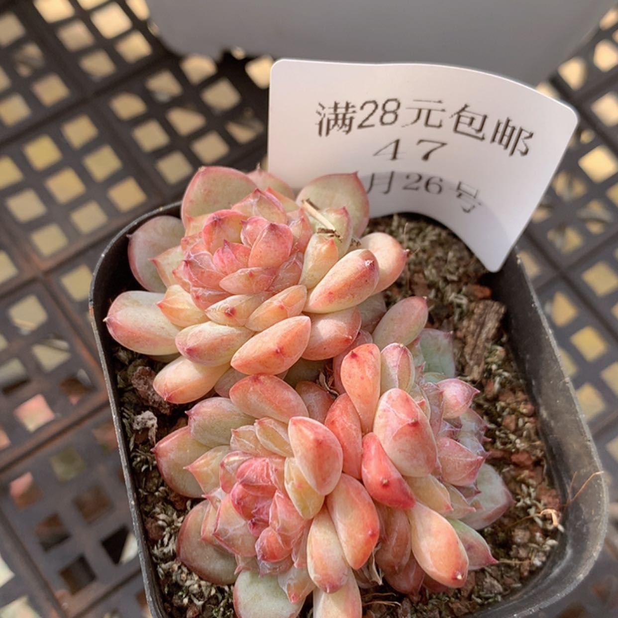 【闪购商品】云47号糖心三头