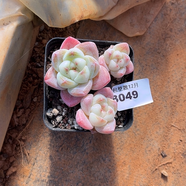 阿雅园艺。      3049
