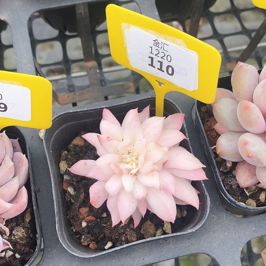 福利多多。1220110