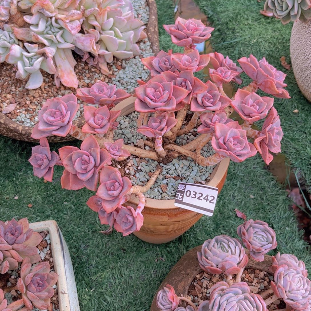 夏***林彩虹糖多肉植物03242