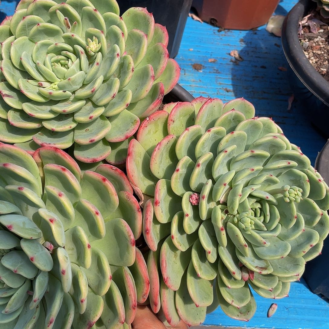 辰**见三文鱼10019多肉