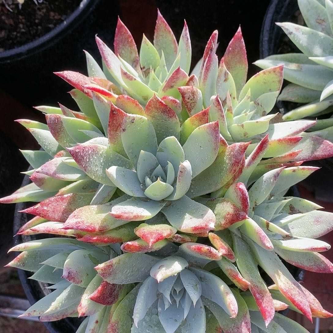 【闪购商品】哈哈哈瑕疵多肉苹果雪山2243