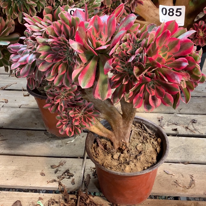 085粉女巫缀多肉法师