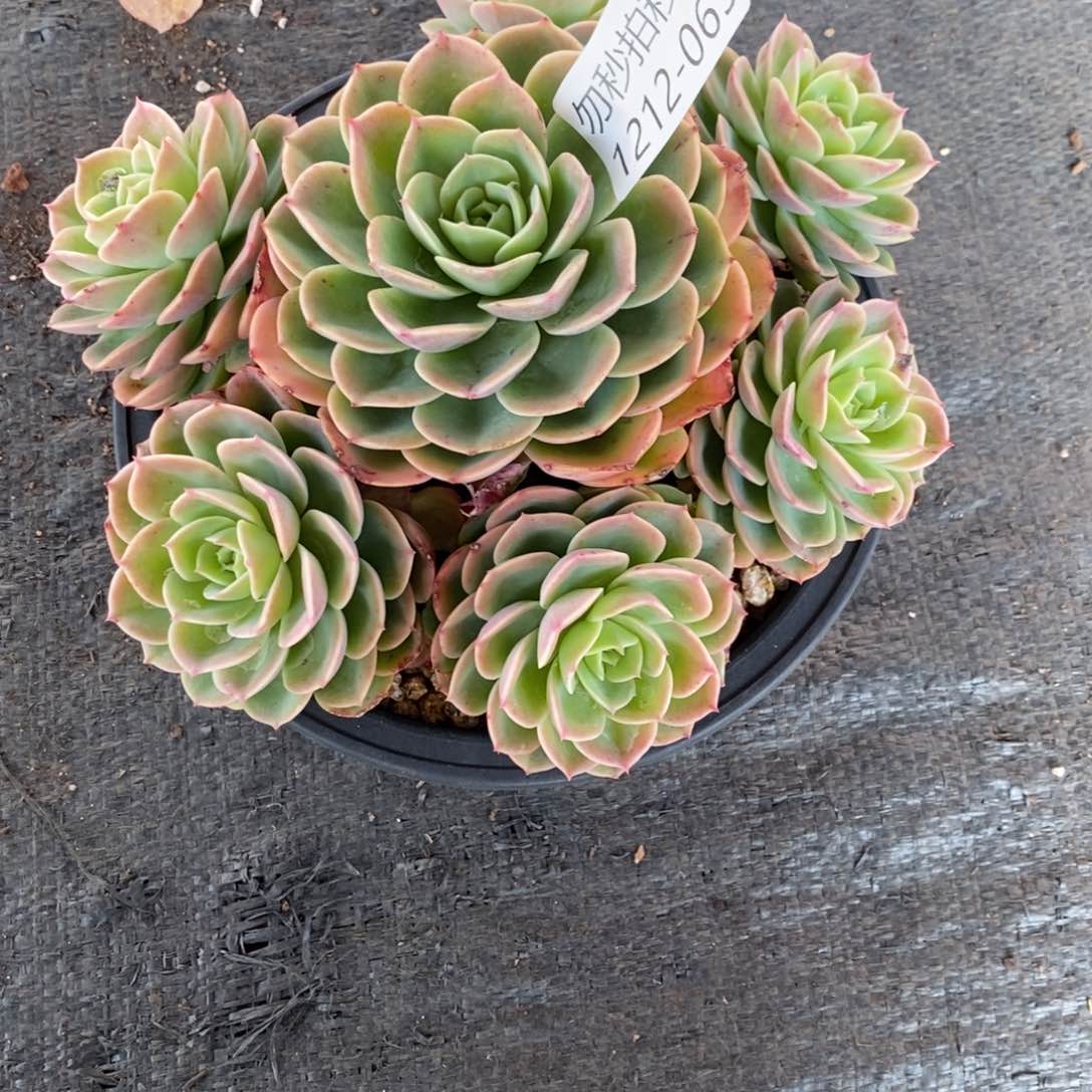 勿秒拍秒退1212-65哈蜜瓜