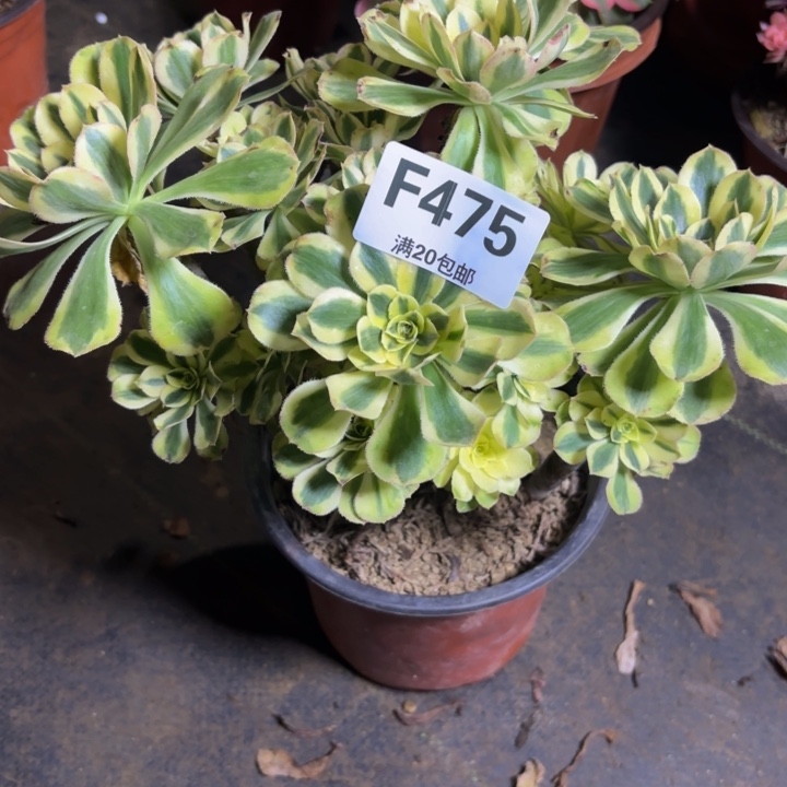 瑞妈，，，。。。475白兰地，