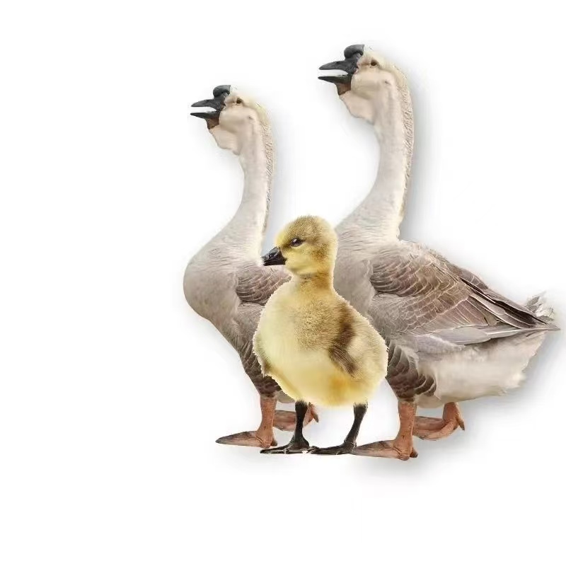 【露露姐专属】呆萌宠物网红 宠物鹅大种鹅苗 狮头、朗德、马岗、