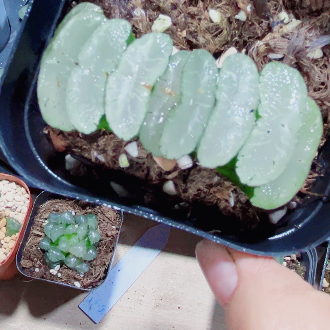 旷月种好多肉植物666
