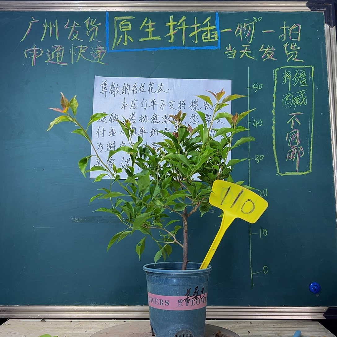 当前无花栽培后可以开花  紫桑巴  110