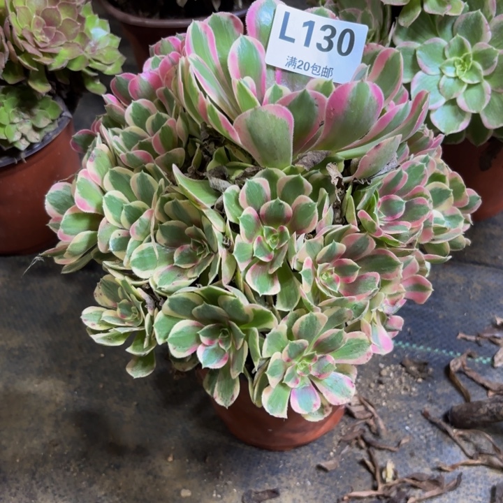 瑞妈多肉园艺130水蜜桃