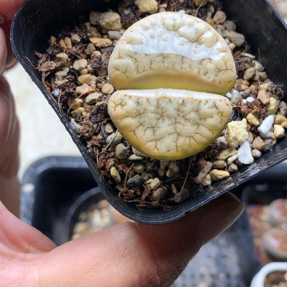 D432多肉植物保护