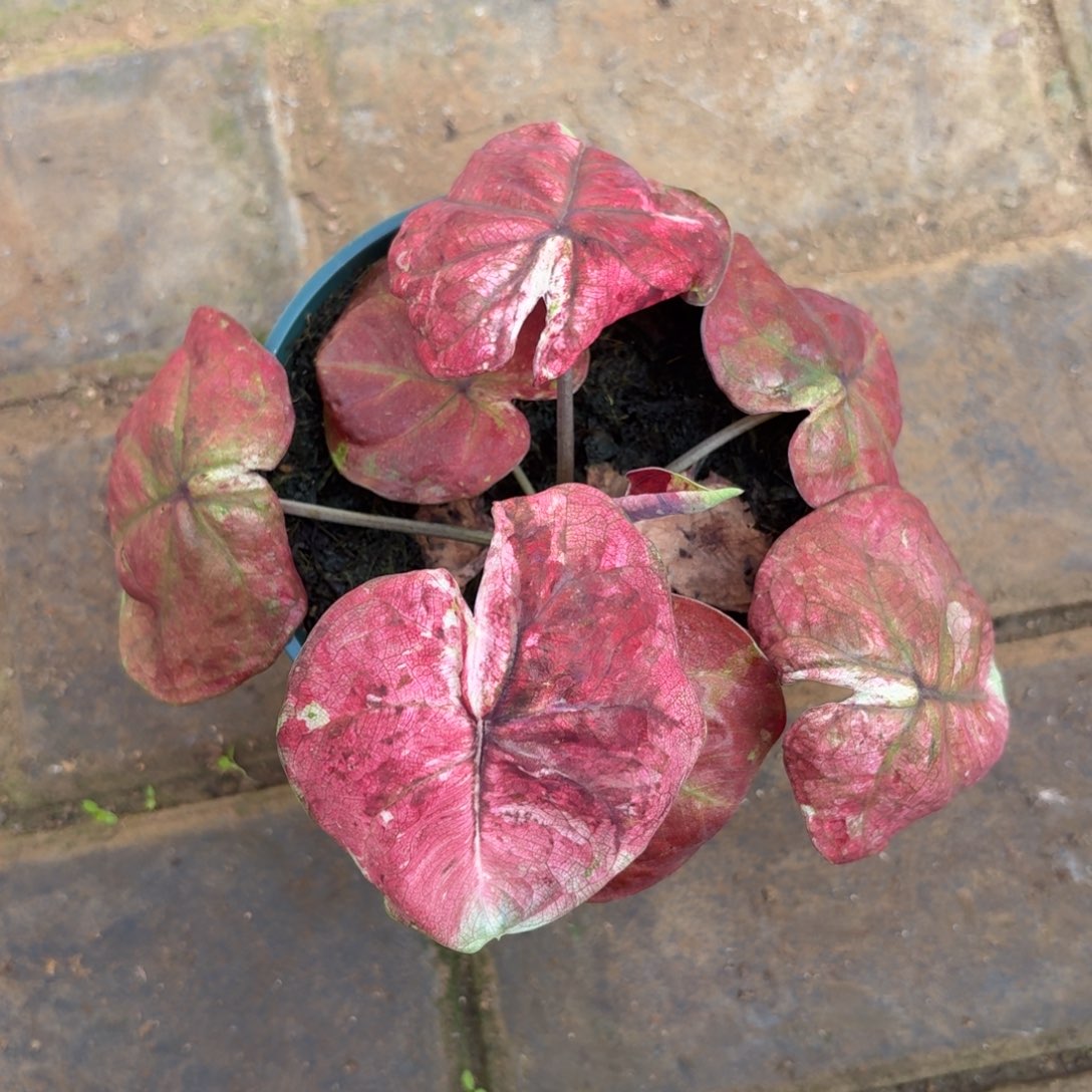 泰国彩叶芋91-1118