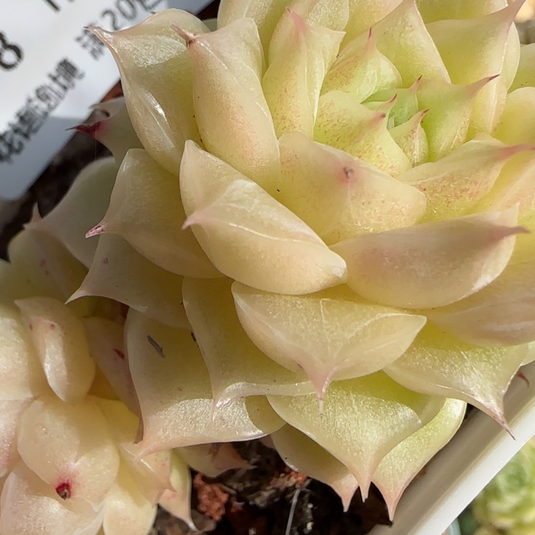 花语逸镜0113-278