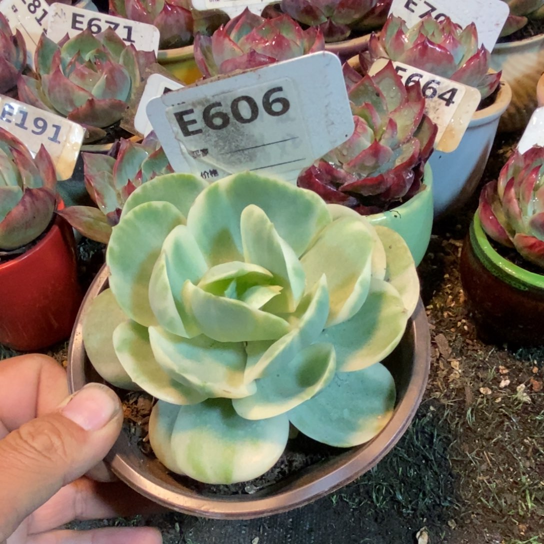 鸡蛋碧桃锦多肉植物606