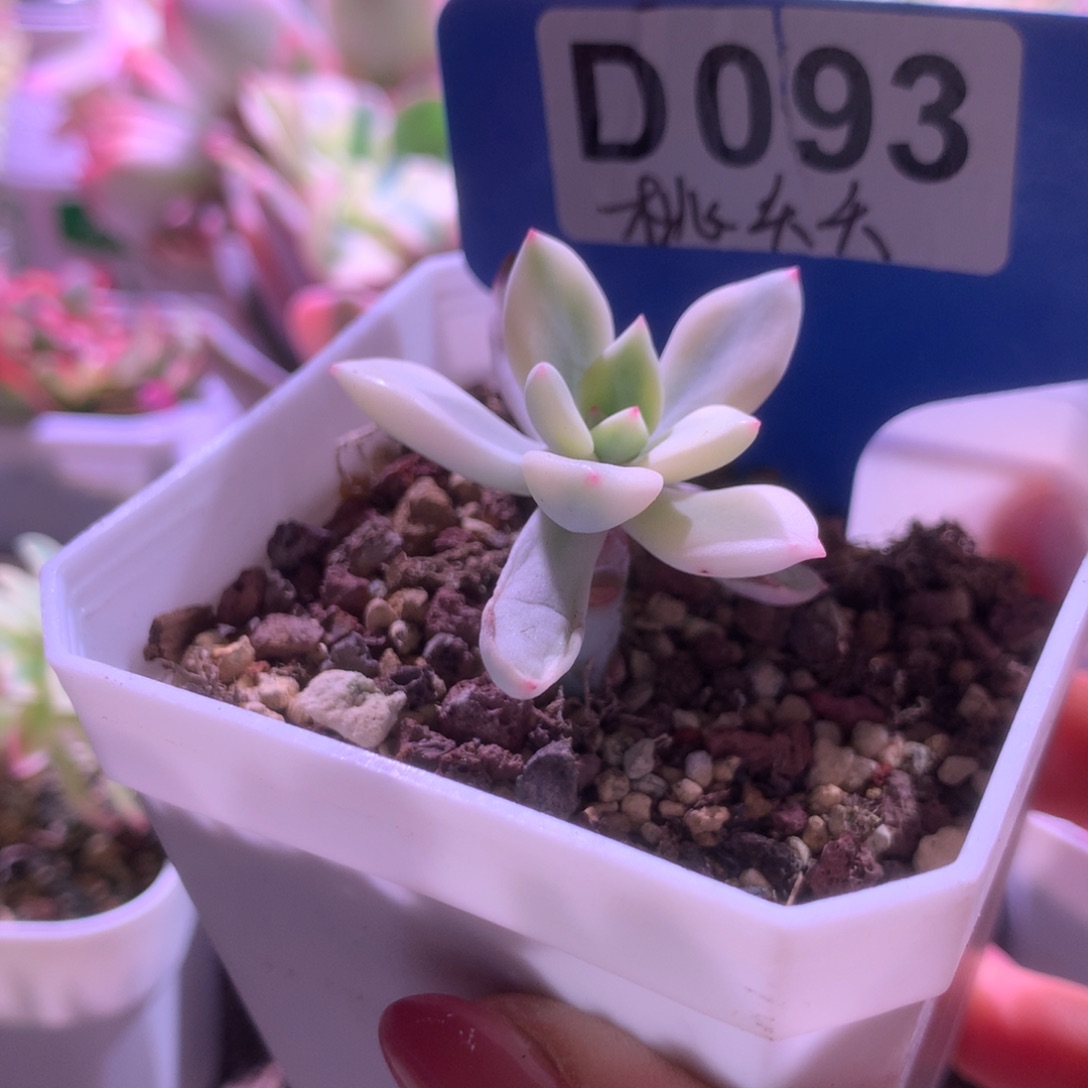 桃夭夭覆轮锦有根