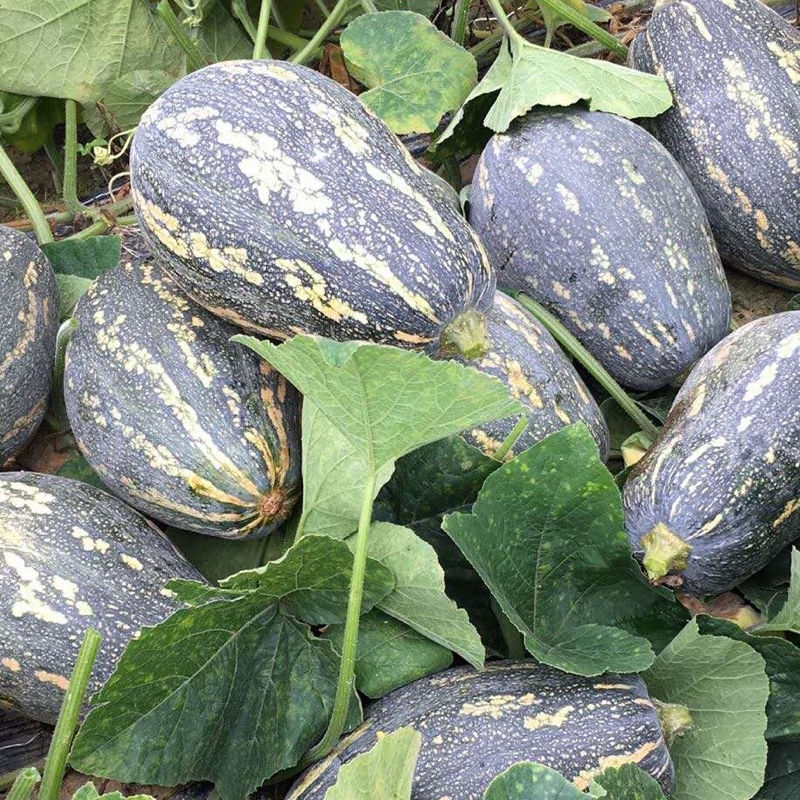 【潮汕香芋南瓜/包邮】农家种植新鲜当季果蔬新鲜采摘现摘现发