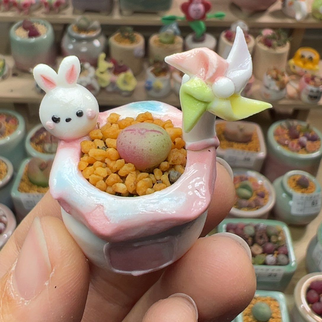 多肉植物68号拇指盆