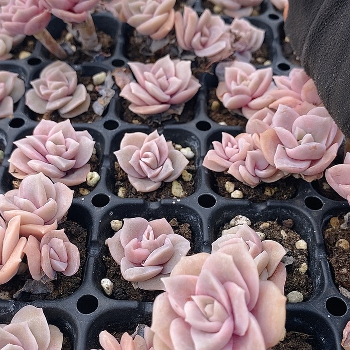 216 多肉植物盆栽花卉植物