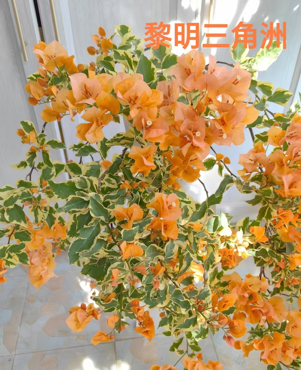 【带花黎明三角洲】布袋三角梅原生品种福建漳州市基地发货包对版