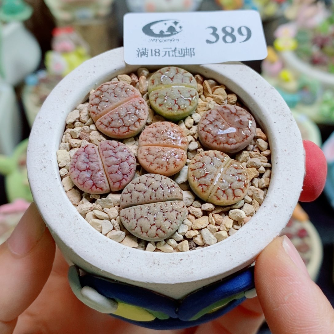 生石花花花哈哈哈哈哈哈389