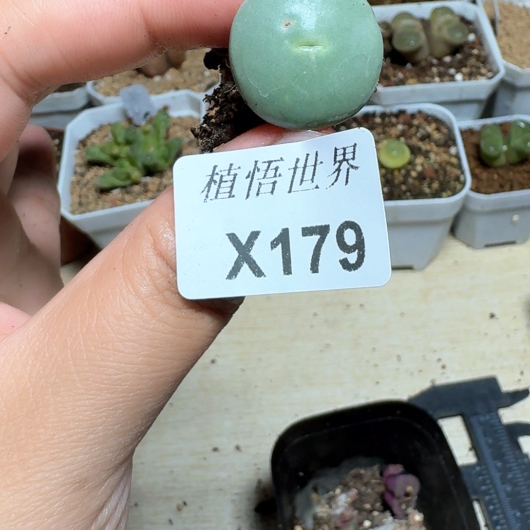 179号多肉植物哇f f