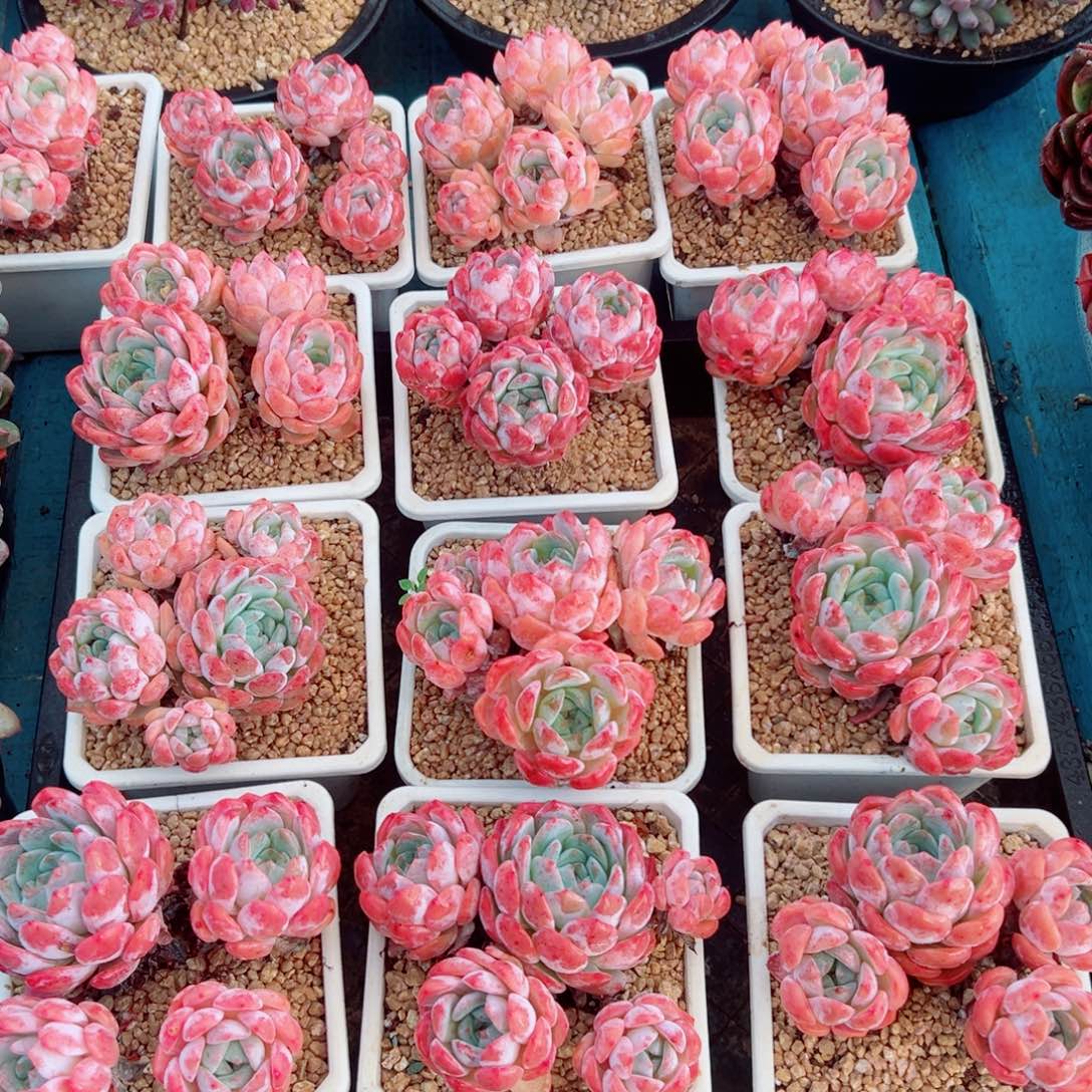 精品多肉植物老桩随机发一棵糖心