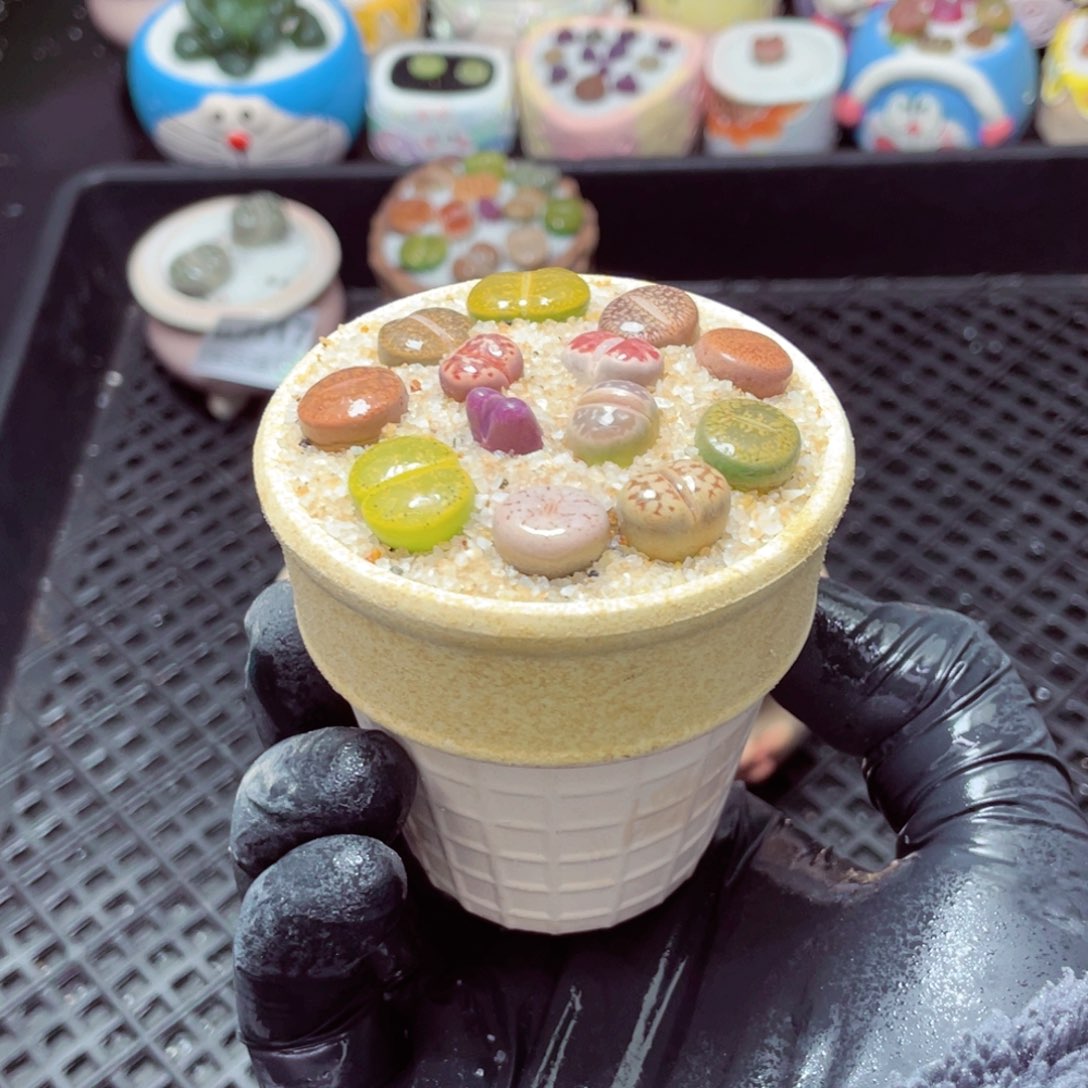 w5120--带盆土发货，零下地区拍保温箱