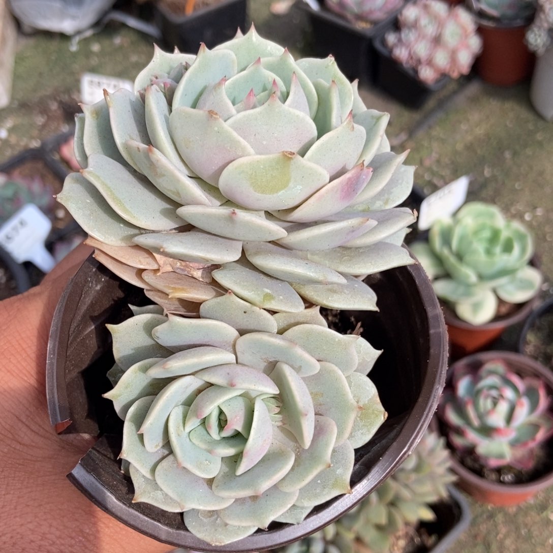 露娜莲多肉植物保护研究所