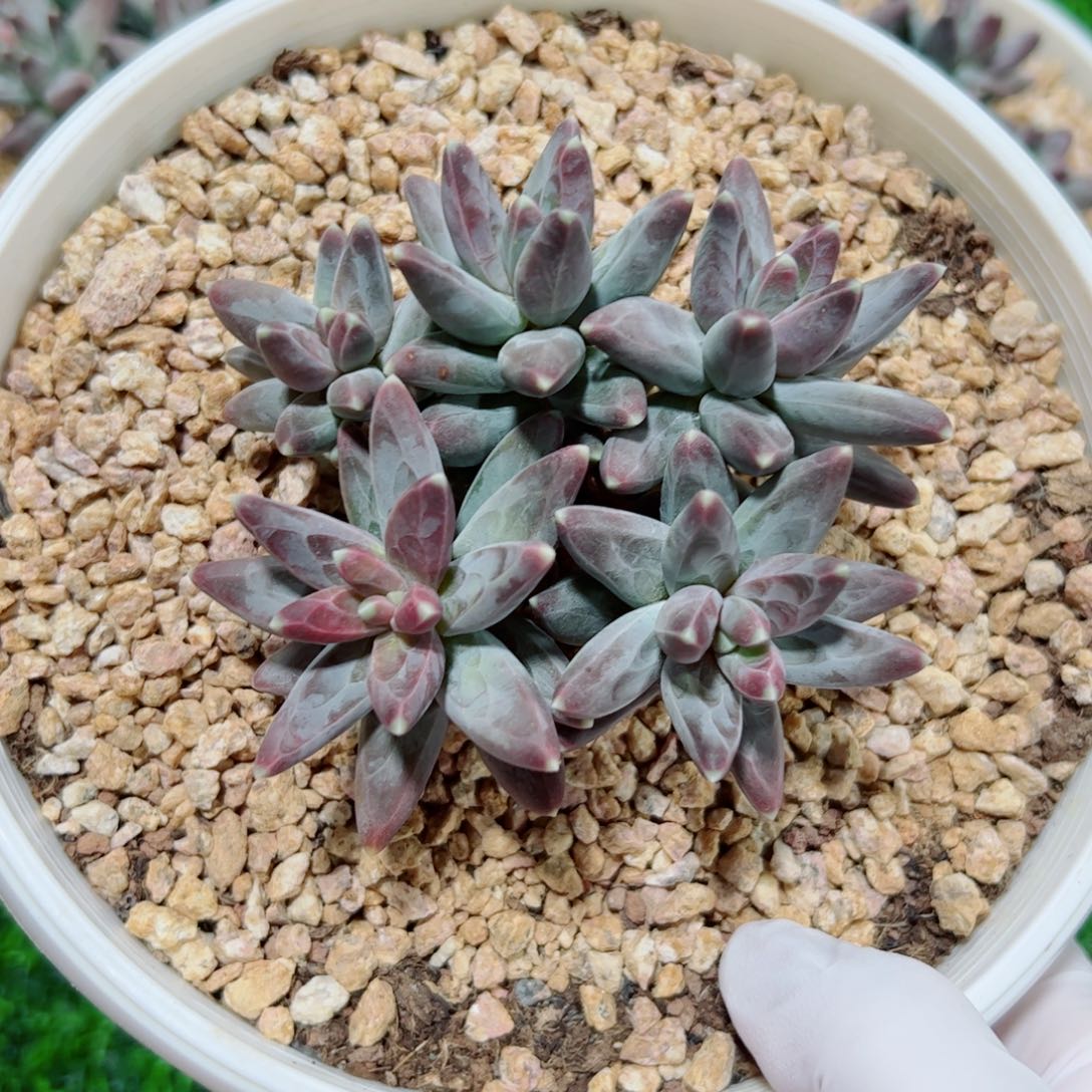 凤羽自然群多肉植物