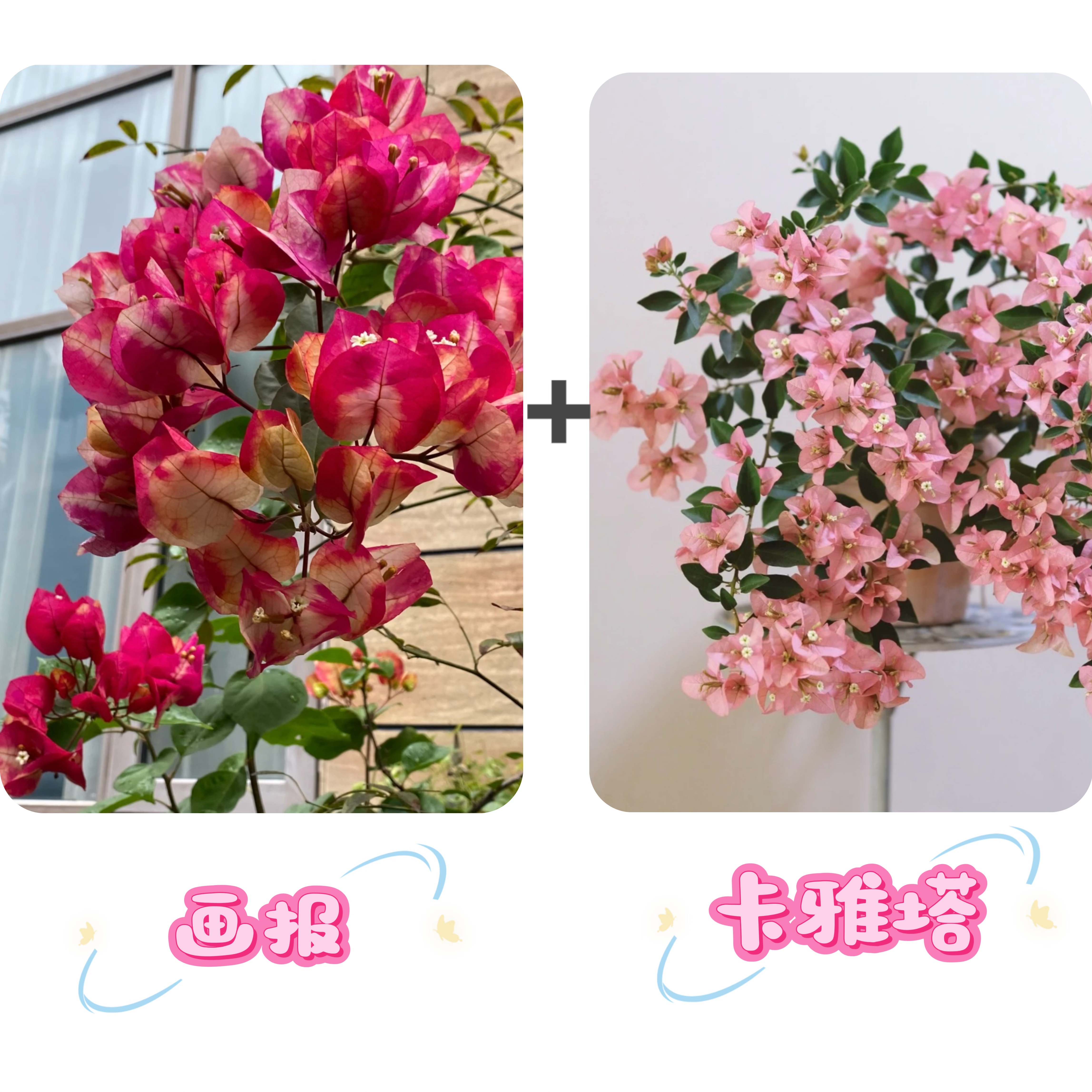 （画报+卡雅塔）耐寒 到手2棵 三角梅四季开花阳台庭院可养