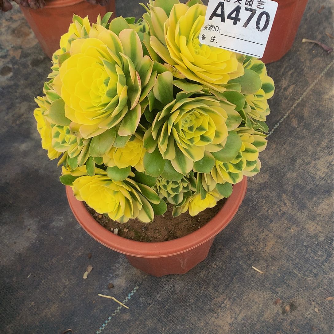 470多肉法师信你吗