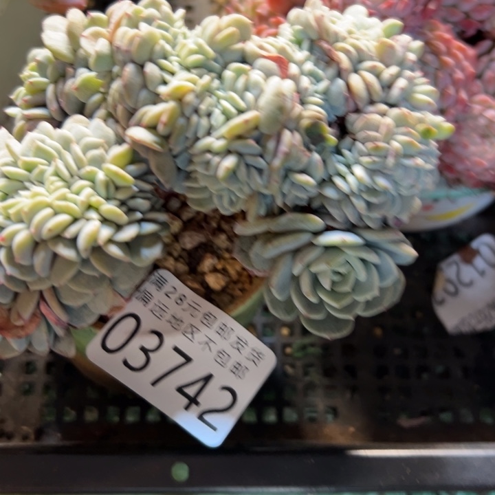 幸运的是我还没遇到你幸运