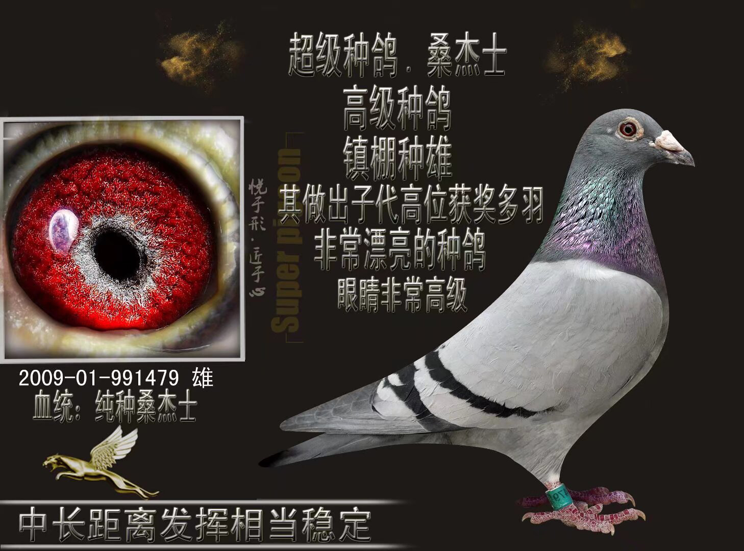 原环信鸽优质育种赛鸽血统鸽