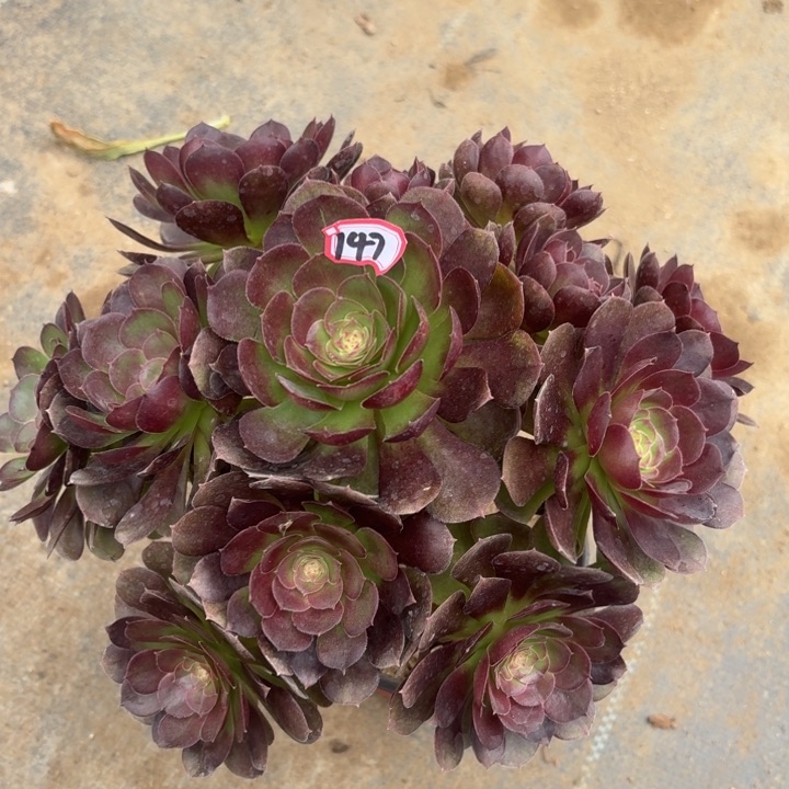 一物一拍多肉黑魔万圣节147